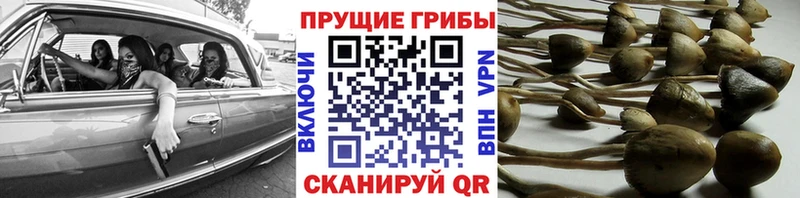 Псилоцибиновые грибы MAGIC MUSHROOMS  Краснознаменск 
